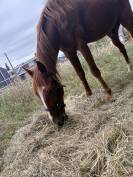 Petit &Eacute;talon &agrave; vendre 