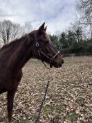 Poulini&egrave;re pfs 16 ans ipo 133, et 3,5 points pace