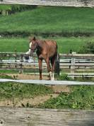 Poulain BWP de dressage 