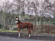 Poulain BWP de dressage 