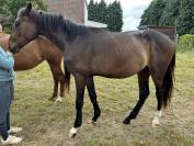 Jument de 2023 &agrave; vendre 