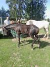 Poulains de couleur &agrave; vendre,  chevaux de selle,  demi 