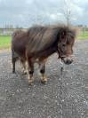 Qontesse van de waterkant - shetland 3,5y