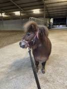 Qontesse van de waterkant - shetland 3,5y