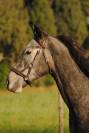 Cheval -Arlino, Pur-Sang de 5 ans