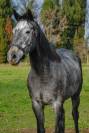 Cheval -Arlino, Pur-Sang de 5 ans