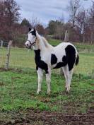 Pouliche paint horse 
