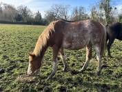 POULICHE SF n&eacute;e en 2024