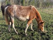 POULICHE SF n&eacute;e en 2024