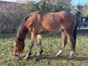 GRAND PONEY / PETIT CHEVAL