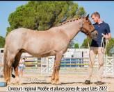 Poulini&egrave;re NF Aubere 