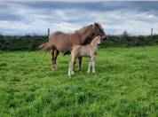 Poulini&egrave;re NF Aubere 