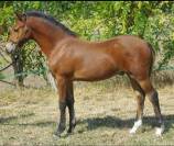 Poulini&egrave;re NF Aubere 