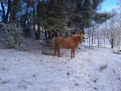 Poulini&egrave;re NF Aubere 