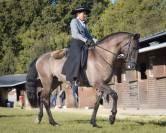 Onyx des Ocres - Lusitano 2017