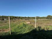 Pension chevaux (13)