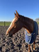 Jument pur sang 5 ans 