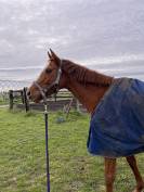 Jument pur sang 5 ans 