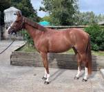 Vends magnifique petite jument SF 5 ans