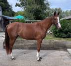 Vends magnifique petite jument SF 5 ans