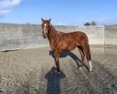 M&acirc;le sf de 2ans par casallo x diamant. Top famille 