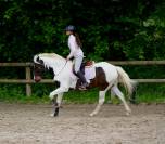 cheval &agrave; vendre / louer 