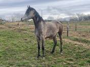 Jument Pur Sang Arabe PP