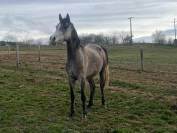 Jument Pur Sang Arabe PP