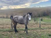 Jument Pur Sang Arabe PP