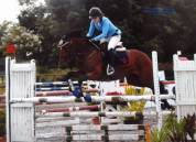 Petit cheval sport belge 