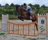 Petit cheval sport belge 