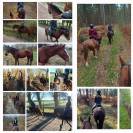 Demi-pension &eacute;quitation d'ext&eacute;rieur, promenade, randonn