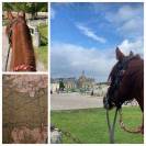 Demi-pension &eacute;quitation d'ext&eacute;rieur, promenade, randonn