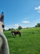 Pension id&eacute;ale pour chevaux d'&eacute;levage, retraite ...
