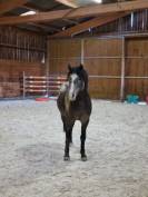 Pension id&eacute;ale pour chevaux d'&eacute;levage, retraite ...