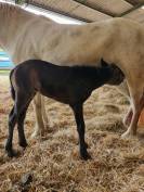 Pension id&eacute;ale pour chevaux d'&eacute;levage, retraite ...