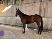  4 ans tr&egrave;s gentil id&eacute;al cheval de famille