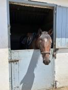  4 ans tr&egrave;s gentil id&eacute;al cheval de famille