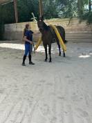  4 ans tr&egrave;s gentil id&eacute;al cheval de famille