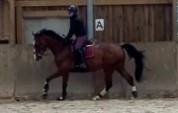 Cheval sport, 4 ans, Bai; SF, 1.72