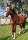 Cheval sport, 4 ans, Bai; SF, 1.72
