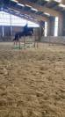Mustang de Molion, Cheval sport, 4 ans, Bai; SF, 1.72