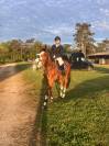 Mustang de Molion, Cheval sport, 4 ans, Bai; SF, 1.72