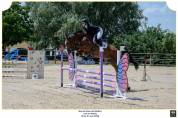 Mustang de Molion, Cheval sport, 4 ans, Bai; SF, 1.72