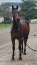 Jument, 4 ans, Bai; SF, toise 1. 65