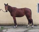 Jument, 4 ans, bai, 1.60 m