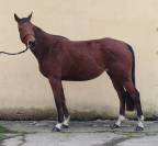 Jument, 4 ans, bai, 1.60 m