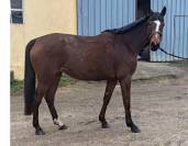 Jument, 5 ans, Bai; SF, toise 1. 65