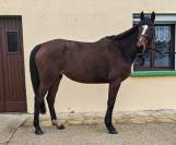 Jument, 5 ans, Bai; SF, toise 1. 65