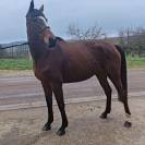 Jument, 5 ans, Bai; SF, toise 1. 65